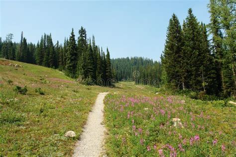 Hiking Trail in Sunshine Meadows Stock Photo - Image of hillside ...