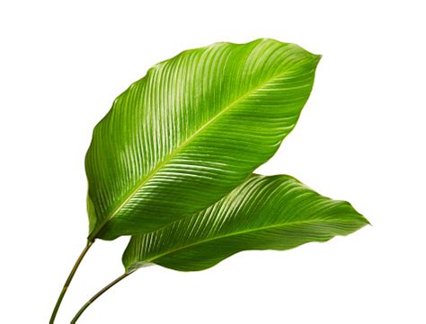 Green leaves on a tropical plant – free photo on Barnimages