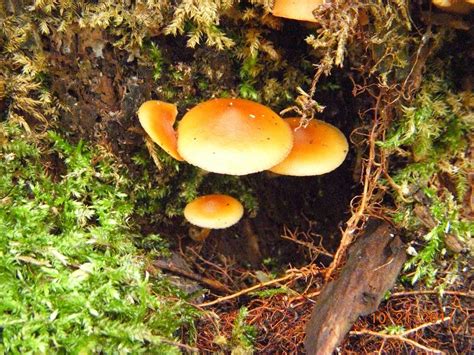 The Mushroom Tree! - Mushroom Hunting and Identification - Shroomery ...