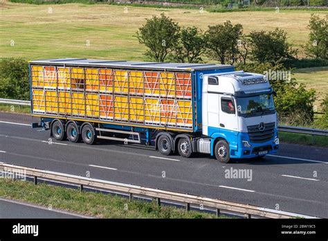 Animal haulage uk hi-res stock photography and images - Alamy