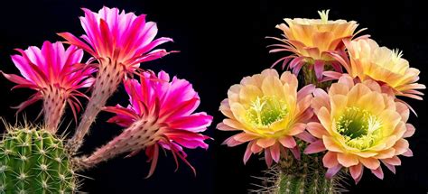 Blooming Cacti- Everything You Need To Know - UnusualSeeds