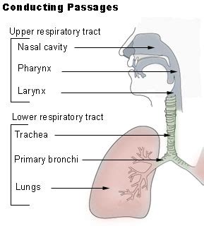 Lower Respiratory System Labeled