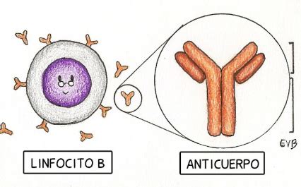 Linfocitos B - Mind Map