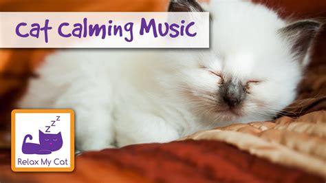 Cat Calming Music, Help Your Pet Relax - YouTube