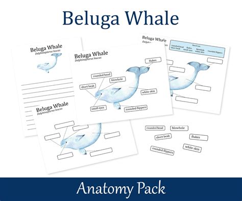 Beluga Whale Anatomy Poster, Homeschool Marine Biology Learning Worksheets, Arctic Animals ...