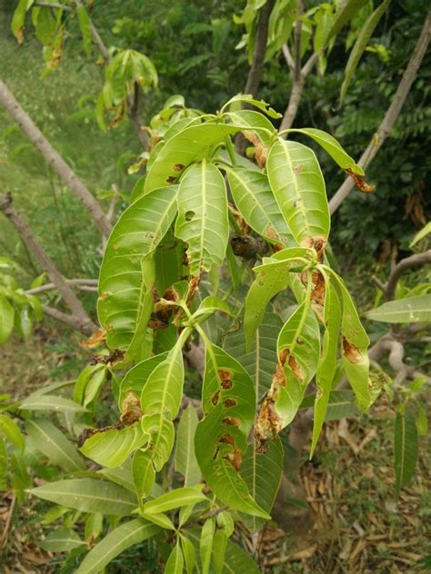 Need help-diseases in mango trees - Farm Questions - FarmNest India ...