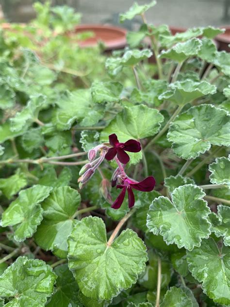 Pelargonium sidoides - Beth Chatto's Plants & Gardens