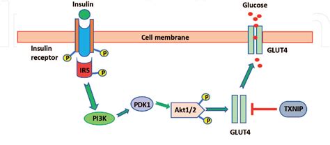 [PDF] New Insight into Metformin Mechanism of Action and Clinical Application | Semantic Scholar