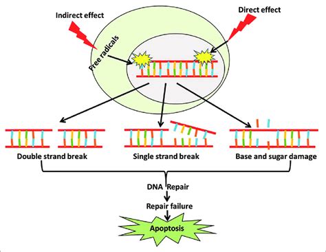 Mechanism of ionizing radiation (IR) induced cell death. IR causes... | Download Scientific Diagram