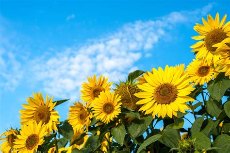 Sunflowers against a blue sky | 해바라기 밭 사진, 해바라기 밭, 자연 사진