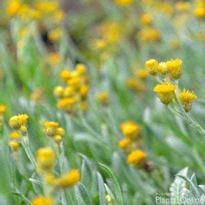 Garden Plants for Hot Dry Climate Australian Plants Online | Australian plants, Ground cover ...