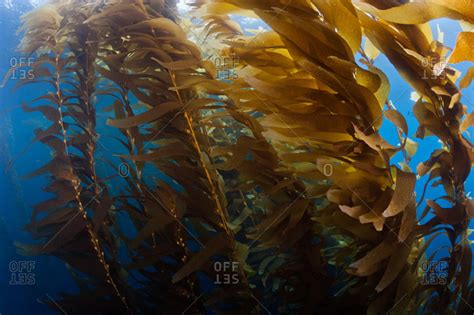 Giant Kelp (Macrocystis pyrifera), a macro brown algae which grows in ...