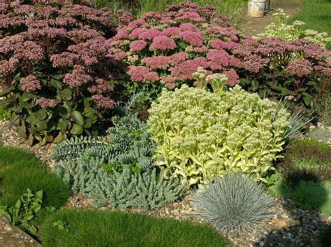 Sedum: Species And Varieties - Best Landscape Ideas