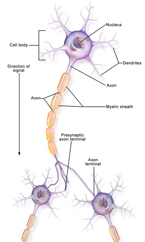 Neuron Communication Diagram