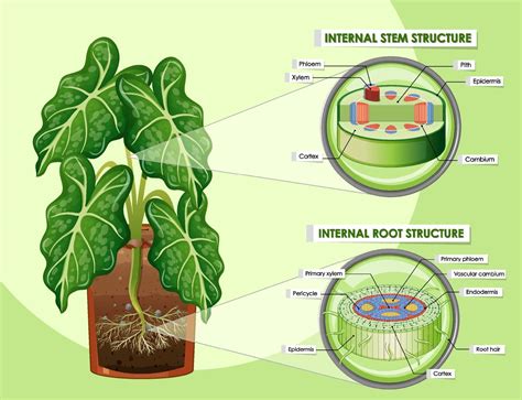 Diagram showing stem and root structure 2174129 Vector Art at Vecteezy