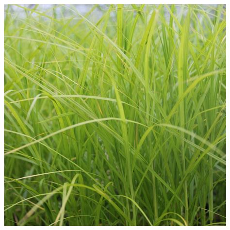 Carex muskingumensis | Musk sedge | UK Grown | Direct Delivery