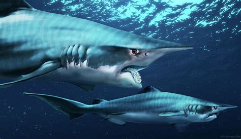 Helicoprion Prehistoric Shark Photograph by Jaime Chirinos - Pixels