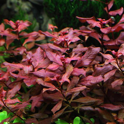 Ludwigia palustris "Super Red" - pot | Aquasabi - Aquascaping Shop