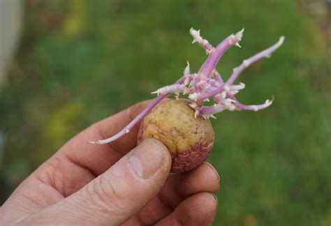 Free Images : natural, plant, root vegetable, tuber, potato, food, flower, solanum, produce ...