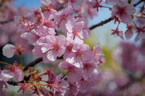 Hanami - Cherry Blossoms Viewing in Japan - My Kyoto Photo