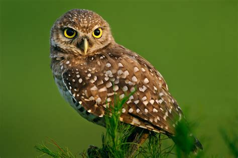 Burrowing Owl Facts, Habitat, Diet, Life Cycle, Baby, Pictures