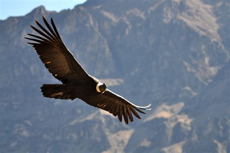 Andean Condor Facts, Range, Habitat, Adaptations, Pictures