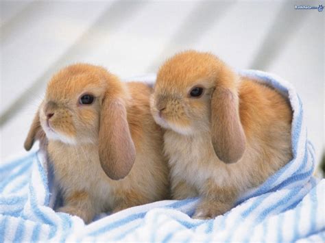 baby bunny - Baby Animals Photo (19794549) - Fanpop