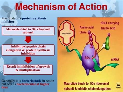 Macrolides