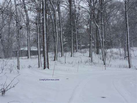 Minnesota Winter Trees | Simply Norma