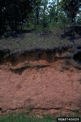 Understanding Soils in Forests – Climate, Forests and Woodlands