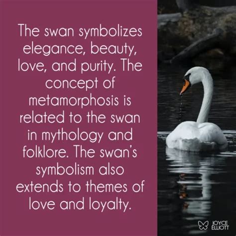 Swan Symbolism & 9 Meanings: Understanding The Spiritual Significance - Joyce Elliott