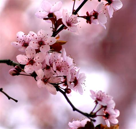 My flowering plum tree bloomed today. Flowers Nature, Exotic Flowers, Beautiful Flowers, Lovely ...