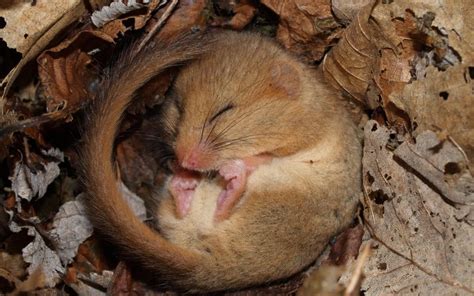 The discovery of a rare black dormouse is a reminder that this species ...