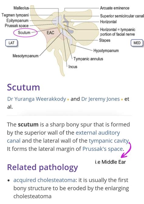 Scutum - Bony Spur forming Lateral wall of Middle ear ... # ...