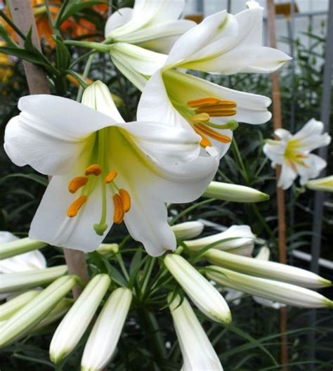 Lily regale album | Van Engelen Wholesale Flower Bulbs