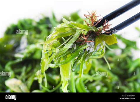 Fresh seaweed salad Stock Photo - Alamy