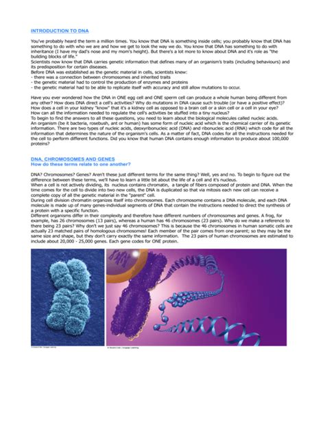 Nucleic Acids and Protein Synthesis