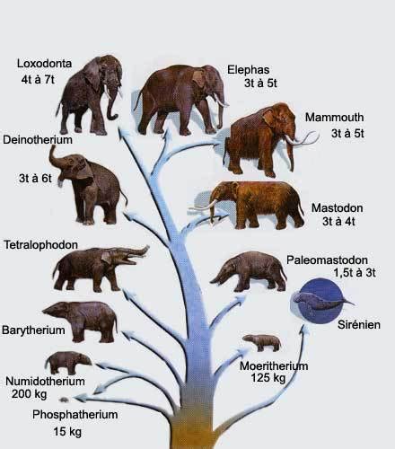 About - aFRICAN eLEPHANT