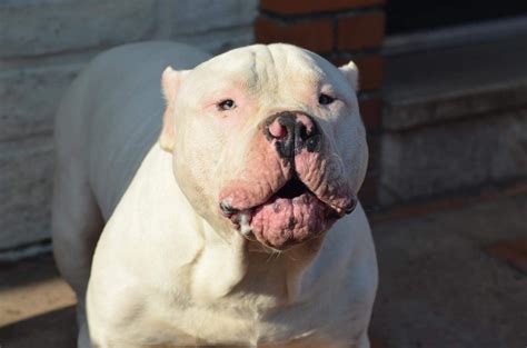 a white dog standing on top of a sidewalk next to a brick building with its tongue hanging out