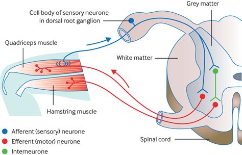 Testing the reflexes | The BMJ