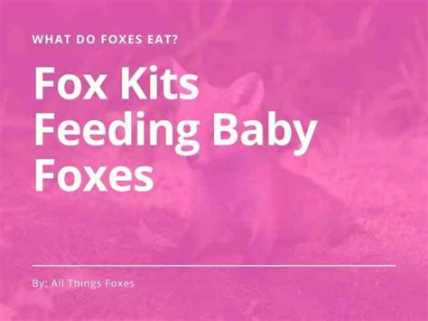 What Do Foxes Eat? | Pet Fox Diet - All Things Foxes