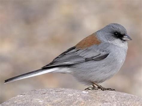 Dark-eyed Junco - NestWatch