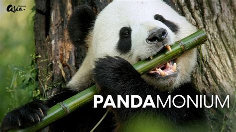 Pandamonium - Watch Series Online