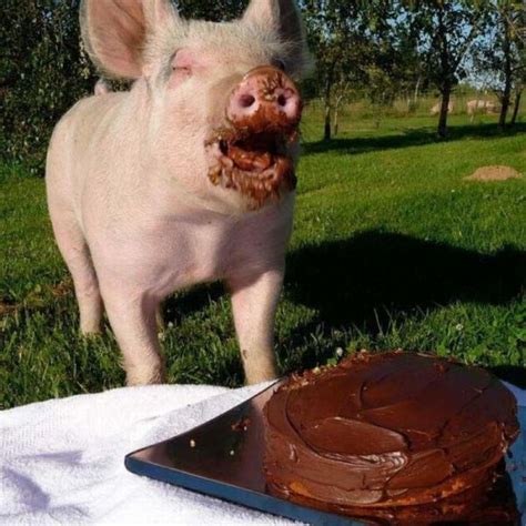 Pig Eating Cake – 1Funny.com