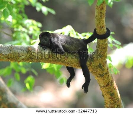 Monkey tail tree Stock Photos, Images, & Pictures | Shutterstock