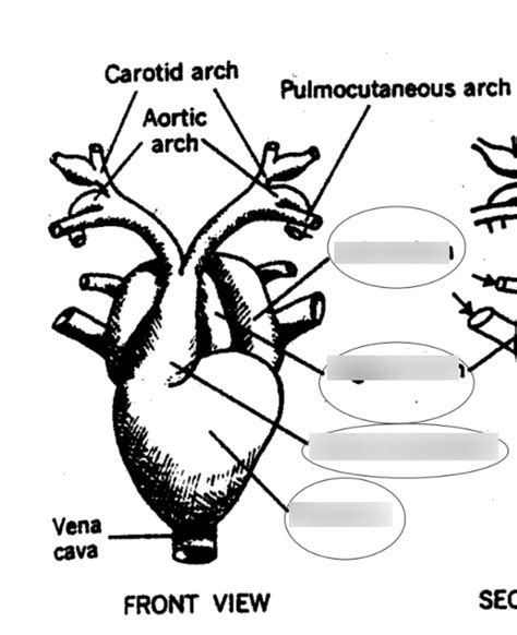 frog heart Diagram | Quizlet