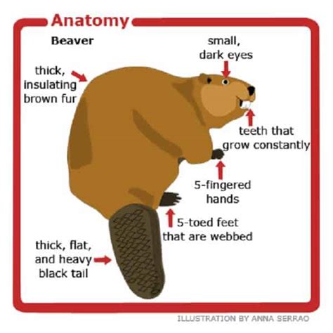 Beaver Facts - Top 20 Facts about Beavers | Facts.net