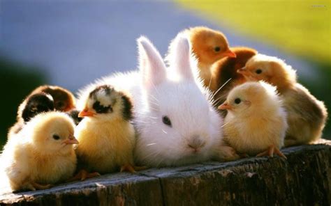 Swan Valley Cuddly Animal Farm - infokids.com.au