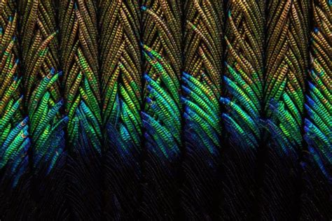 Incredible Macro Photography of Peacock Feathers by Can Tunçer