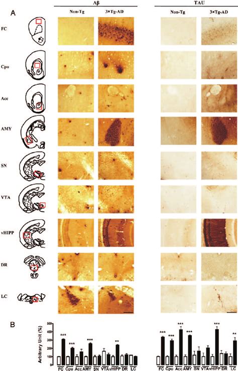 Representative microphotographs (2x magnification, scale bar 100 μm; A)... | Download Scientific ...